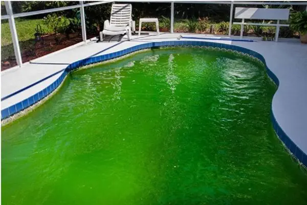 CUM SA ELIMINATI ALGELE DIN APA PISCINEI?