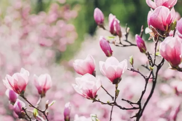 Ce tipuri de magnolii există și cum se disting una de cealaltă